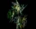 Jedi Simon Fractals 098