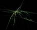 Jedi Simon Fractals 099